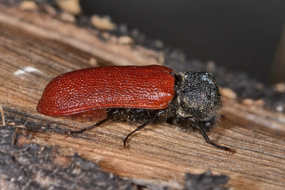 Bostrichidae: Bostrichus capucinus? S.